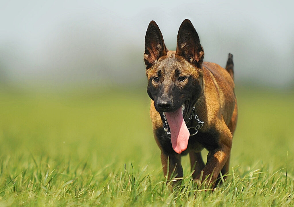 dog walking in grassy field