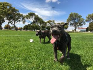 The dog is running towards its destination in the park