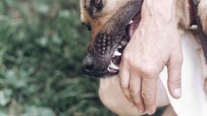 Jacksonville Dog Bite Injury Lawyer Near You [Free Consultation] – Jacksonville Dog Bite Attorney Near Me – Dog Bite Injury Law Firm Jacksonville Illinois - Dog Bite and Animal Attack Lawyers in Jacksonville - Dog Bite Injury Lawyers Near Me - Dog Bite Legal Help Near Me - Noll Law Office